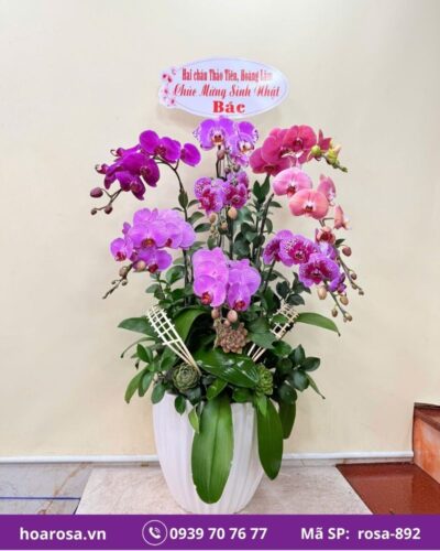 Lan hồ điệp rosa-892