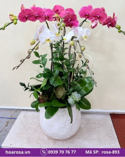 Lan hồ điệp rosa-893