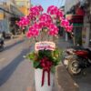 Lan hồ điệp rosa-610