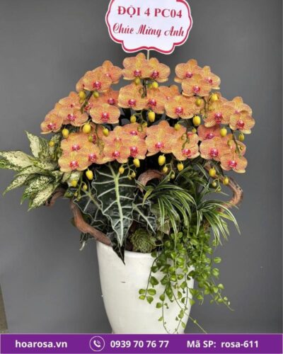 Lan hồ điệp rosa-611