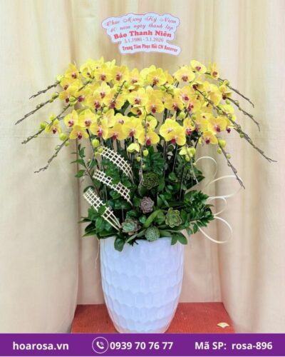 Lan hồ điệp rosa-895