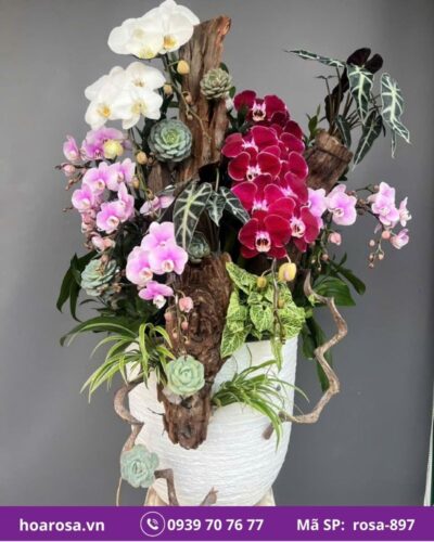 Lan hồ điệp rosa-897