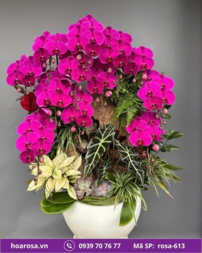 Lan hồ điệp rosa-613