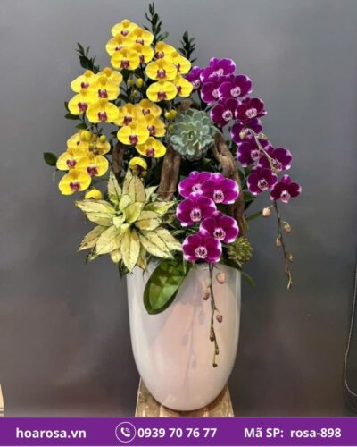 Lan hồ điệp rosa-898