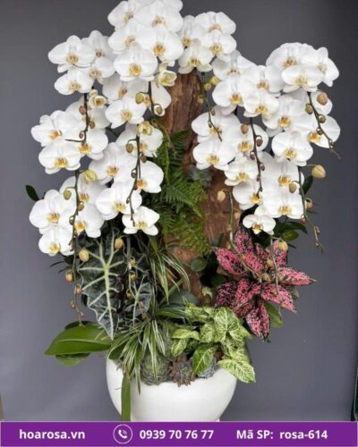 Lan hồ điệp rosa-614