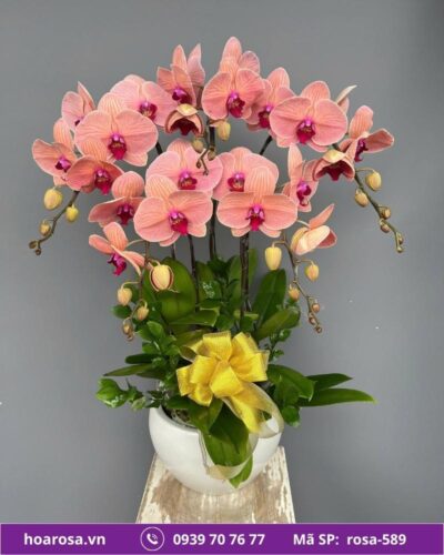 Lan hồ điệp rosa-589