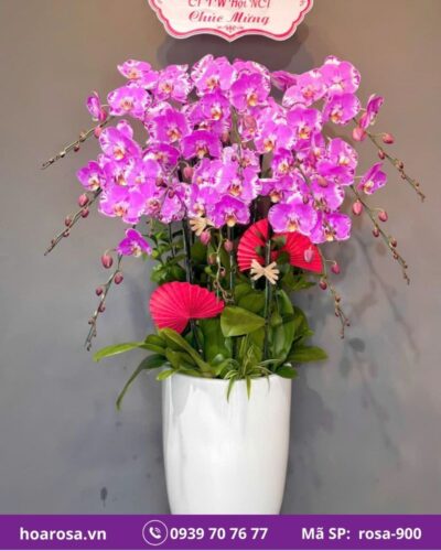 Lan hồ điệp rosa-900