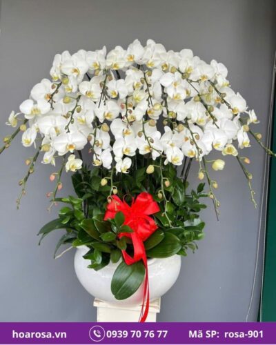 Lan hồ điệp rosa-901