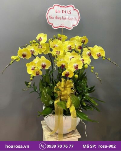 Lan hồ điệp rosa-902