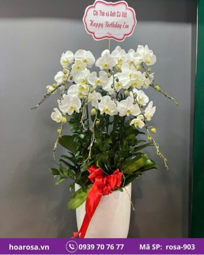 Lan hồ điệp rosa-903