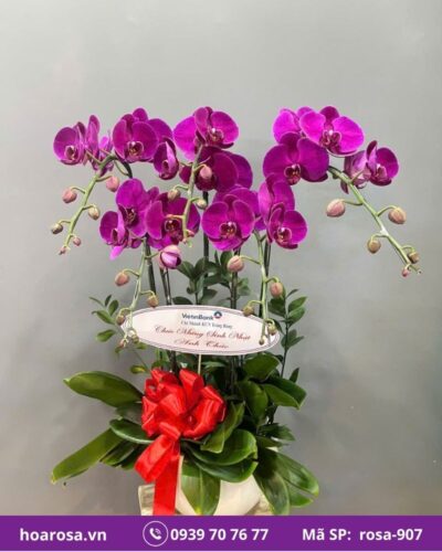 Lan hồ điệp rosa-907