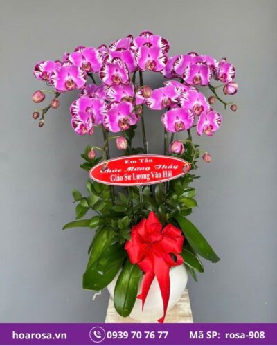 Lan hồ điệp rosa-908