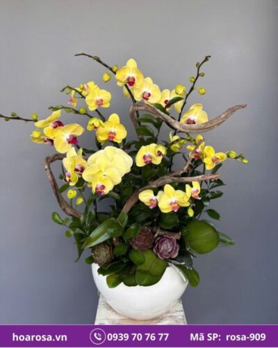 Lan hồ điệp rosa-909