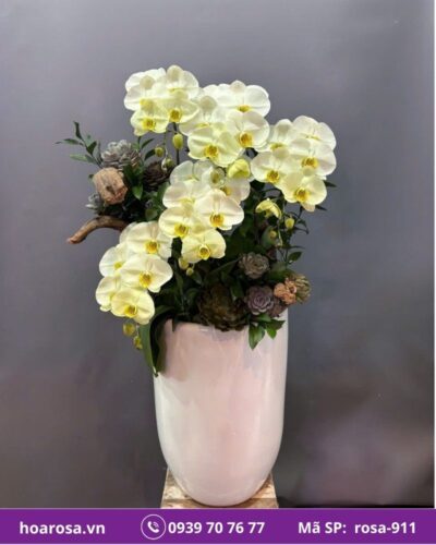 Lan hồ điệp rosa-911