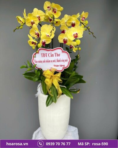 Lan hồ điệp rosa-590