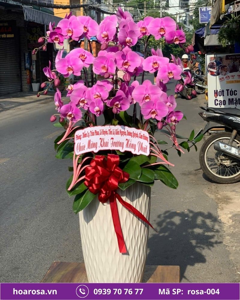 Lan hồ điệp rosa-004