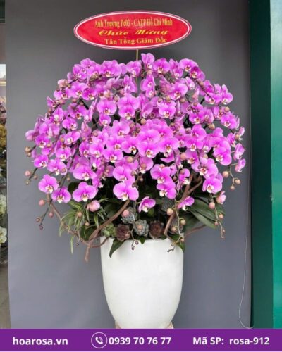 Lan hồ điệp rosa-912