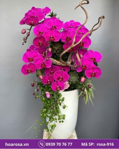 Lan hồ điệp rosa-916