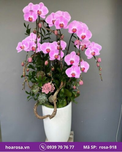 Lan hồ điệp rosa-918