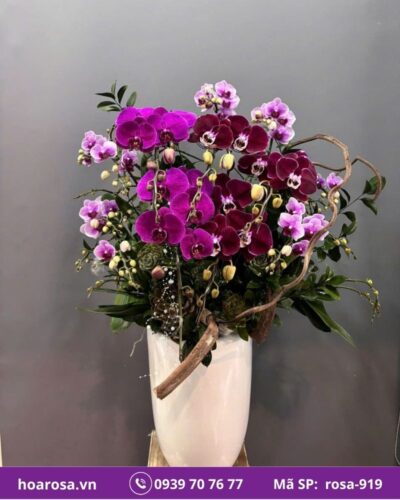 Lan hồ điệp rosa-919