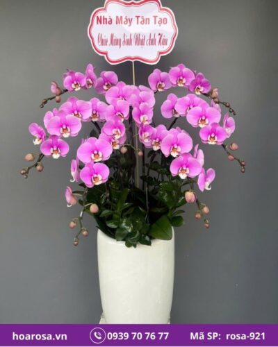 Lan hồ điệp rosa-921