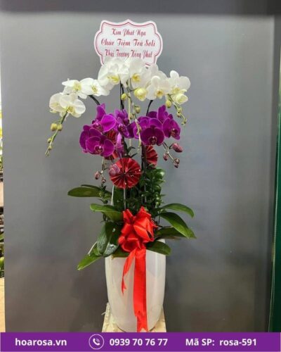 Lan hồ điệp rosa-591