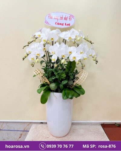 Lan hồ điệp rosa-876