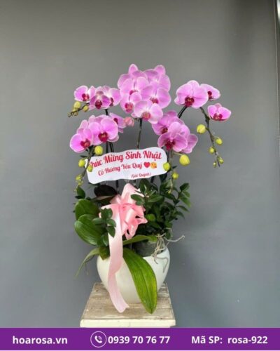 Lan hồ điệp rosa-922