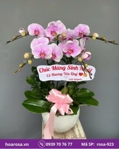 Lan hồ điệp rosa-923