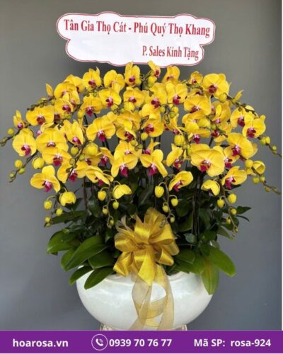 Lan hồ điệp rosa-924