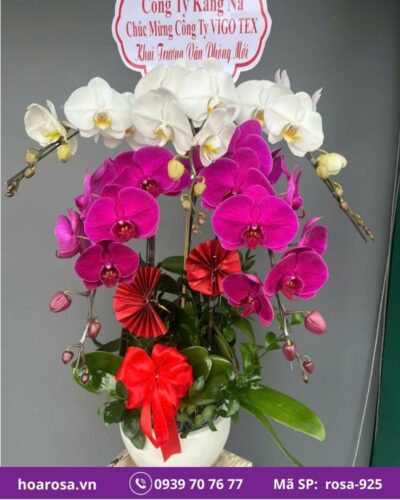 Lan hồ điệp rosa-925