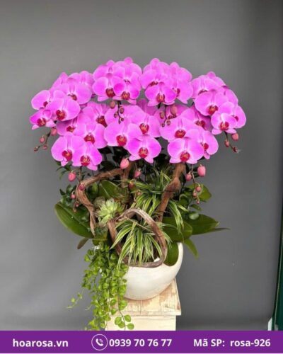 Lan hồ điệp rosa-926