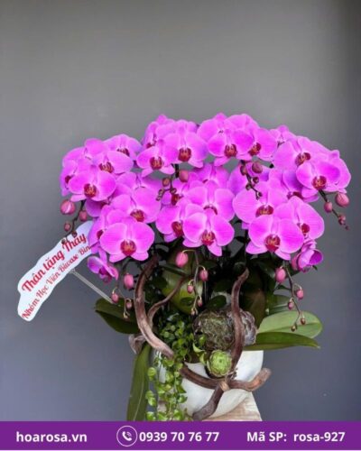 Lan hồ điệp rosa-927