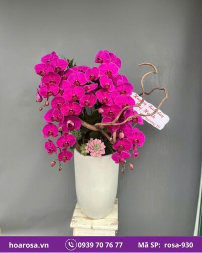 Lan hồ điệp rosa-930