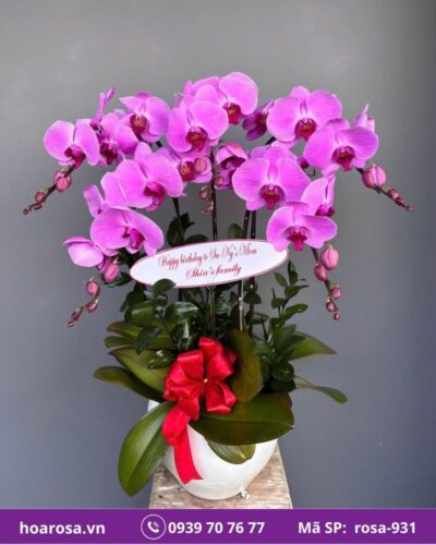 Lan hồ điệp rosa-931