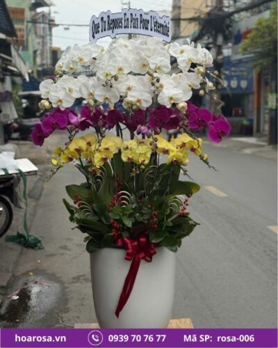 Lan hồ điệp rosa-006