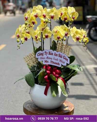 Lan hồ điệp rosa-592