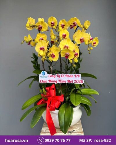 Lan hồ điệp rosa-932