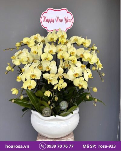 Lan hồ điệp rosa-933