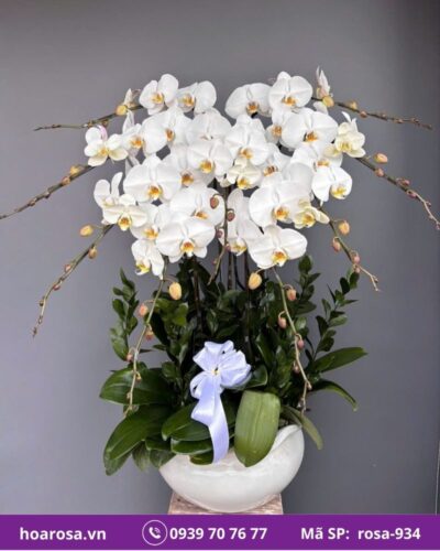 Lan hồ điệp rosa-934