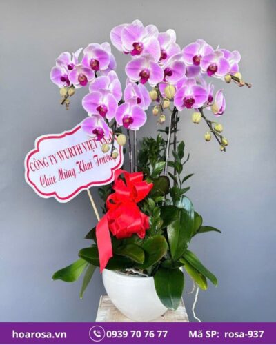 Lan hồ điệp rosa-937