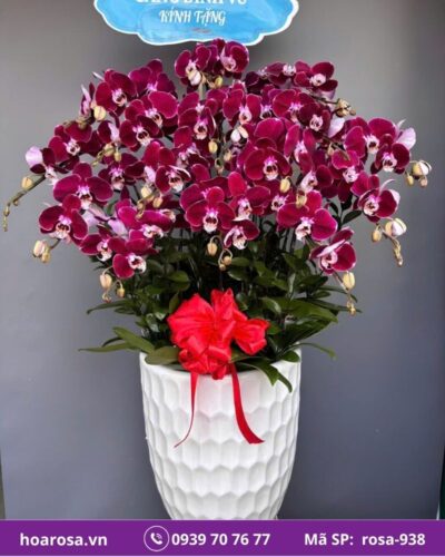 Lan hồ điệp rosa-938