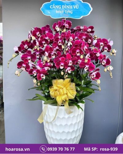 Lan hồ điệp rosa-939