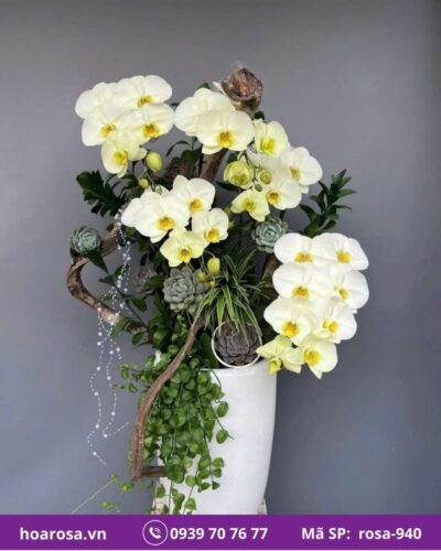 Lan hồ điệp rosa-940