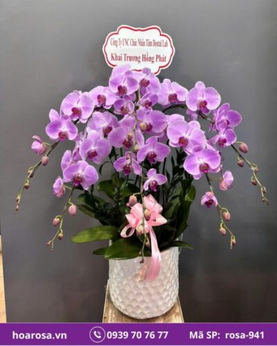 Lan hồ điệp rosa-941