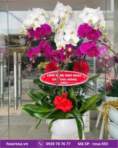 Lan hồ điệp rosa-593