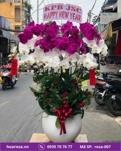 Lan hồ điệp rosa-007