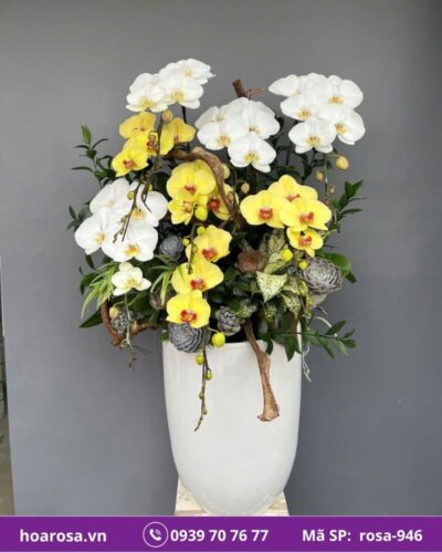 Lan hồ điệp rosa-946