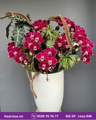 Lan hồ điệp rosa-948