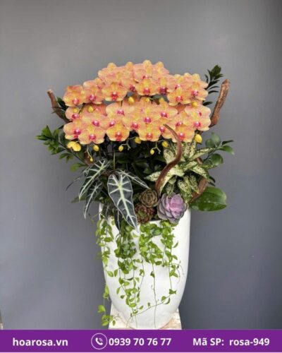 Lan hồ điệp rosa-949